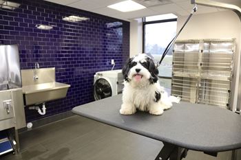 Animal care center